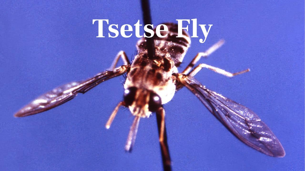 Tsetse Fly: African insect that spreads sleeping sickness, a deadly disease if left untreated. It appears harmless but kills thousands annually. (Image: Canva)