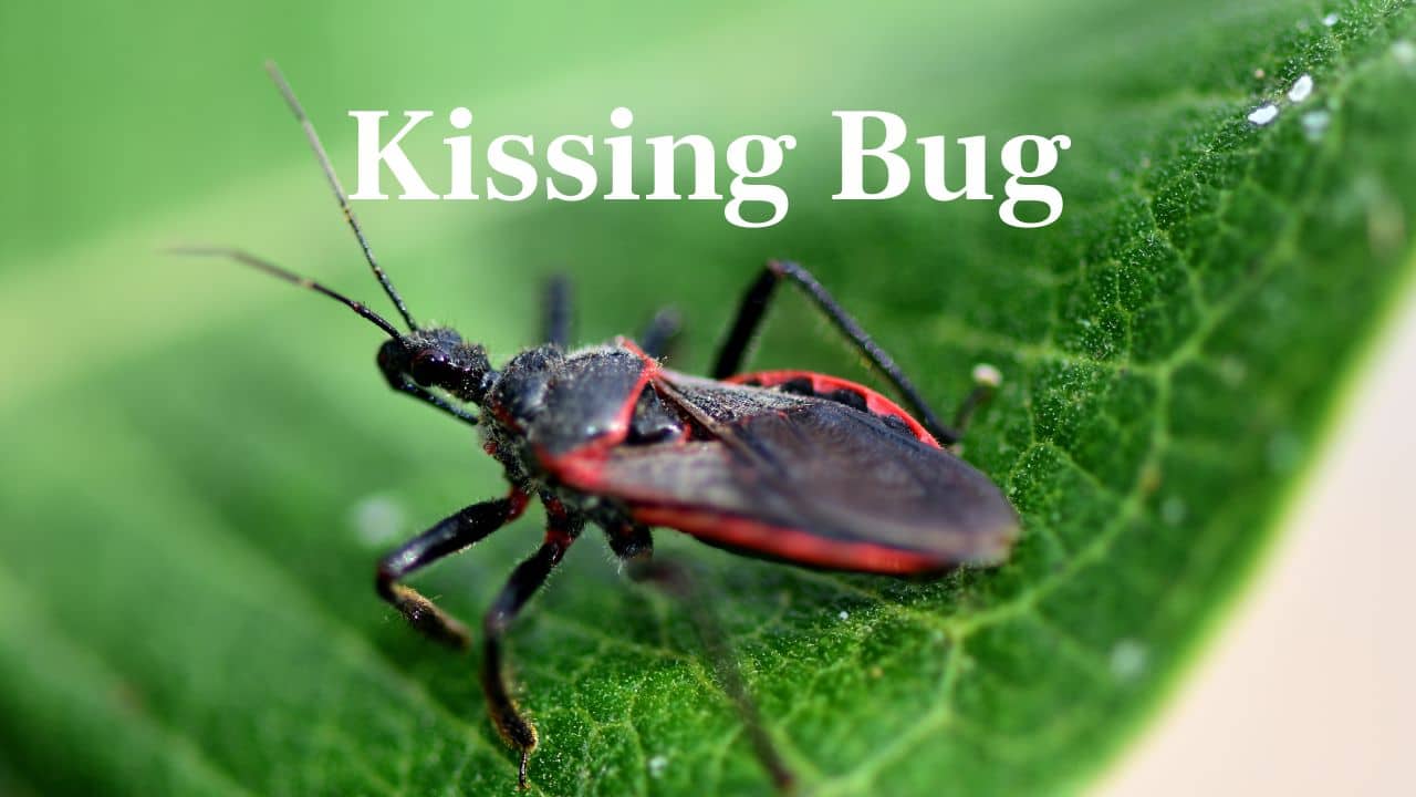 Kissing Bug: Don't be deceived by the name. This bug transmits Chagas disease by biting your face and depositing feces close to the bite area — a potentially fatal combination. (Image: Canva)