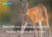Rare wild cat, the caracal, spotted in Madhya Pradesh after 20 years