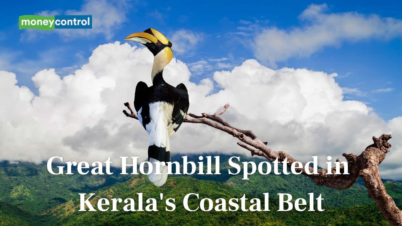 Rare Great Hornbill spotted in coastal Kerala raises offers glimpse of hope