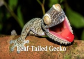 The Art of Deception: 10 Animals That Are Masters of Mimicry