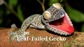 The Art of Deception: 10 Animals That Are Masters of Mimicry
