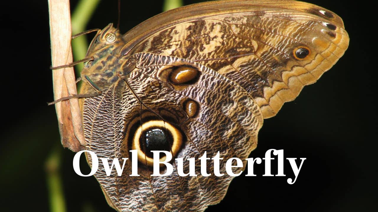 Owl Butterfly: With giant eye spots on its wings, this butterfly mimics an owl’s stare to frighten off predators. (Image: Canva)