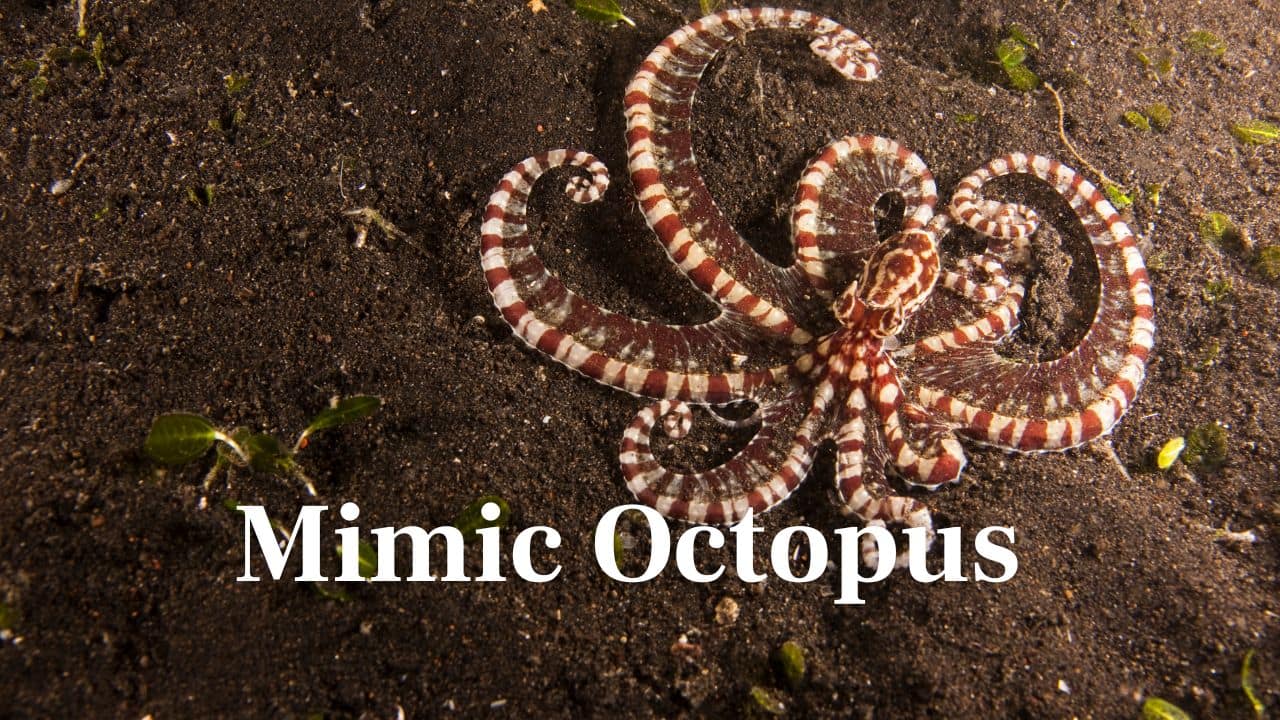 Mimic Octopus: This cunning sea animal can disguise itself as lionfish, sea snakes, and flatfish by altering form and colour—deceiving predators and prey alike. (Image: Canva)