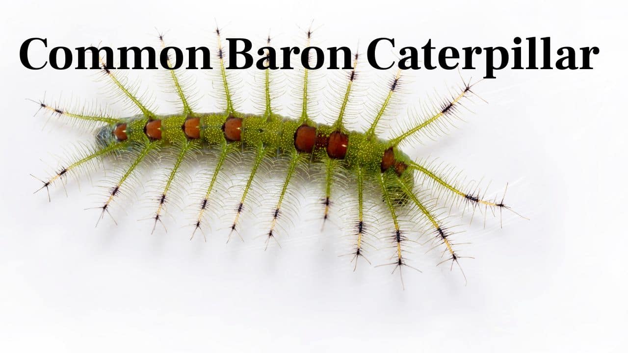 Common Baron Caterpillar: This caterpillar mimics a mango leaf so well that it’s almost impossible to tell the two apart. (Image: Canva)