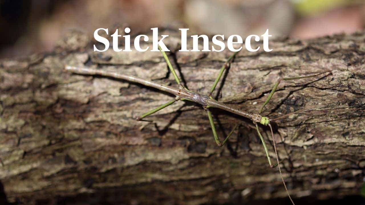 Stick Insect: True to its name, this insect looks just like a twig or branch, swaying in the breeze to complete the illusion. (Image: Canva)