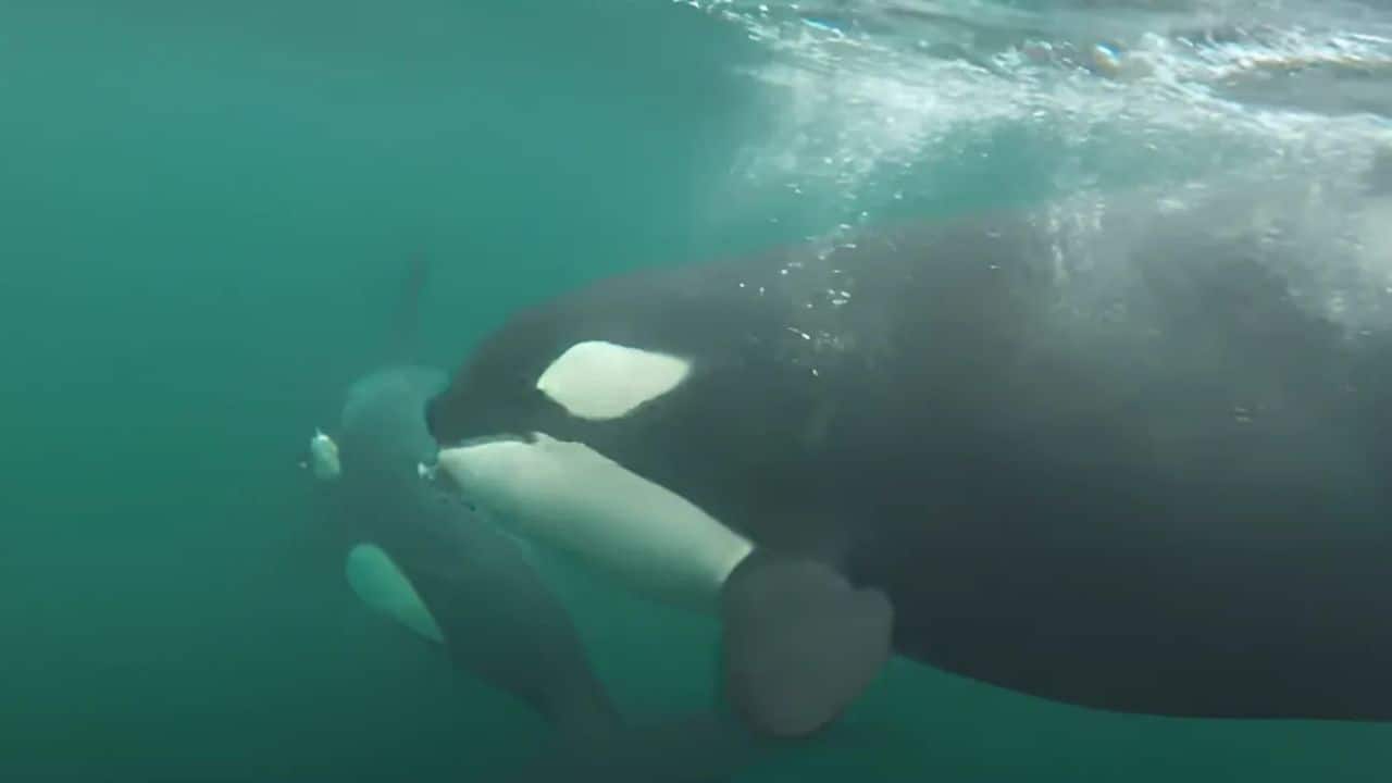Wild Killer Whales offer 'gifts' to humans, captured in video — Scientists explain this strange behaviour