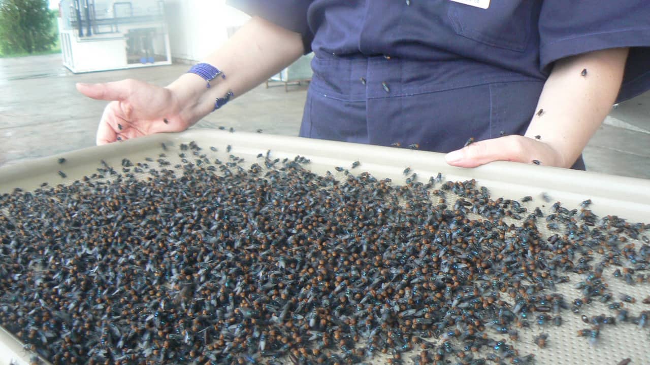 The screwworm crisis: Why US plans to drop millions of sterile flies from planes | Explained