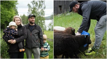 Oona Stenberg and Petri Stenberg pose with their children Fia and Hugo Stenberg outside their rented cottage in Isojarvi National Park, Langelmaki, Finland. (Right) Petri Stenberg feeds the sheep herd in the national park. (Image credit: AFP)