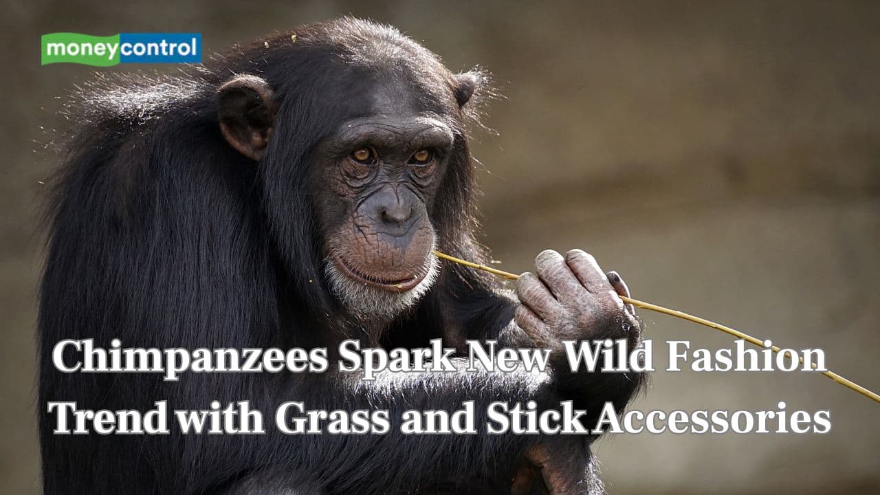Chimpanzees spark new wild fashion trend with grass and stick accessories—Just like humans