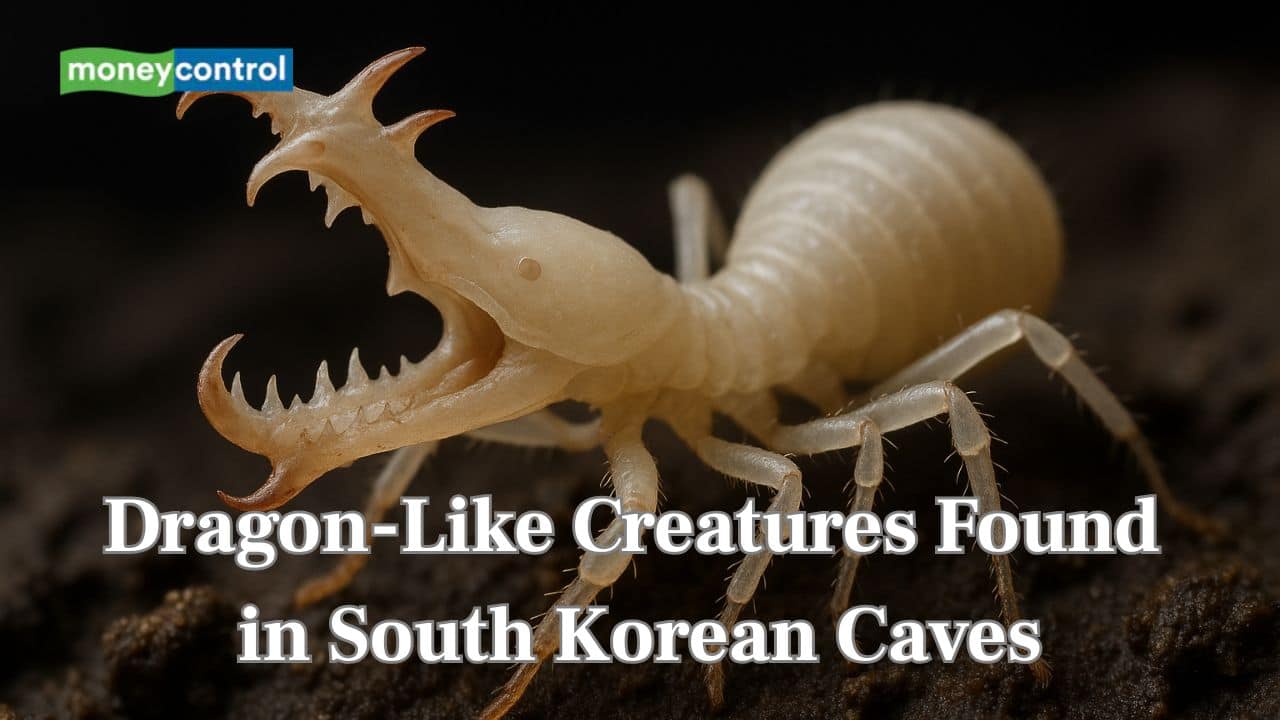 Blind, pale and fierce: Dragon-Like creatures found in South Korean caves