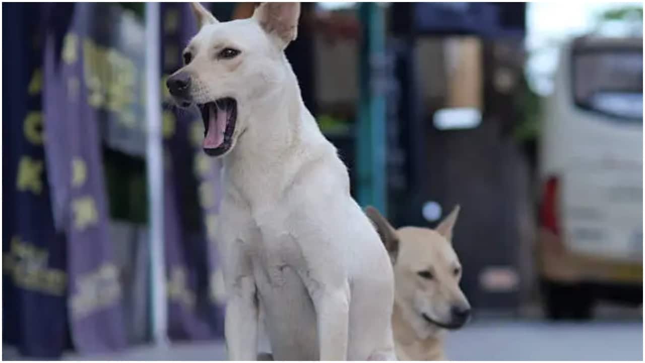 Chicken and egg rice for strays: BBMP to feed 4,000 dogs daily across Bengaluru