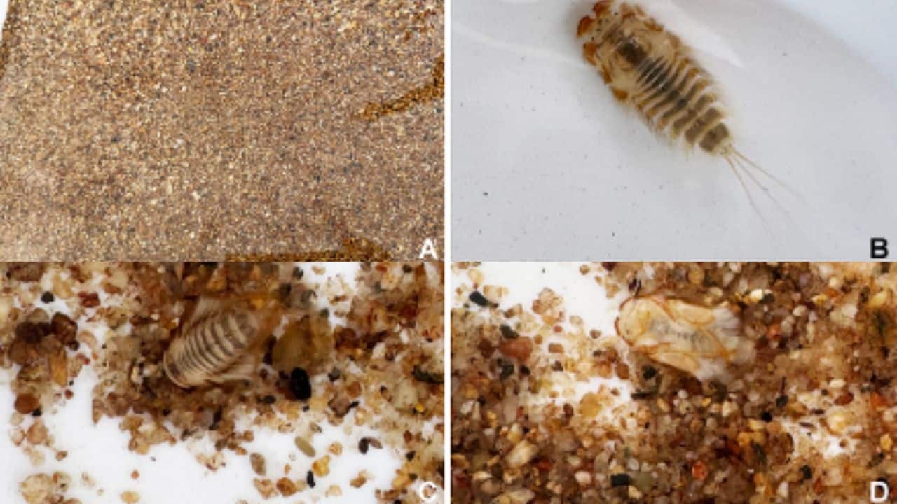 Rare mayfly insect species thought to be extinct rediscovered in Thailand after 20 years