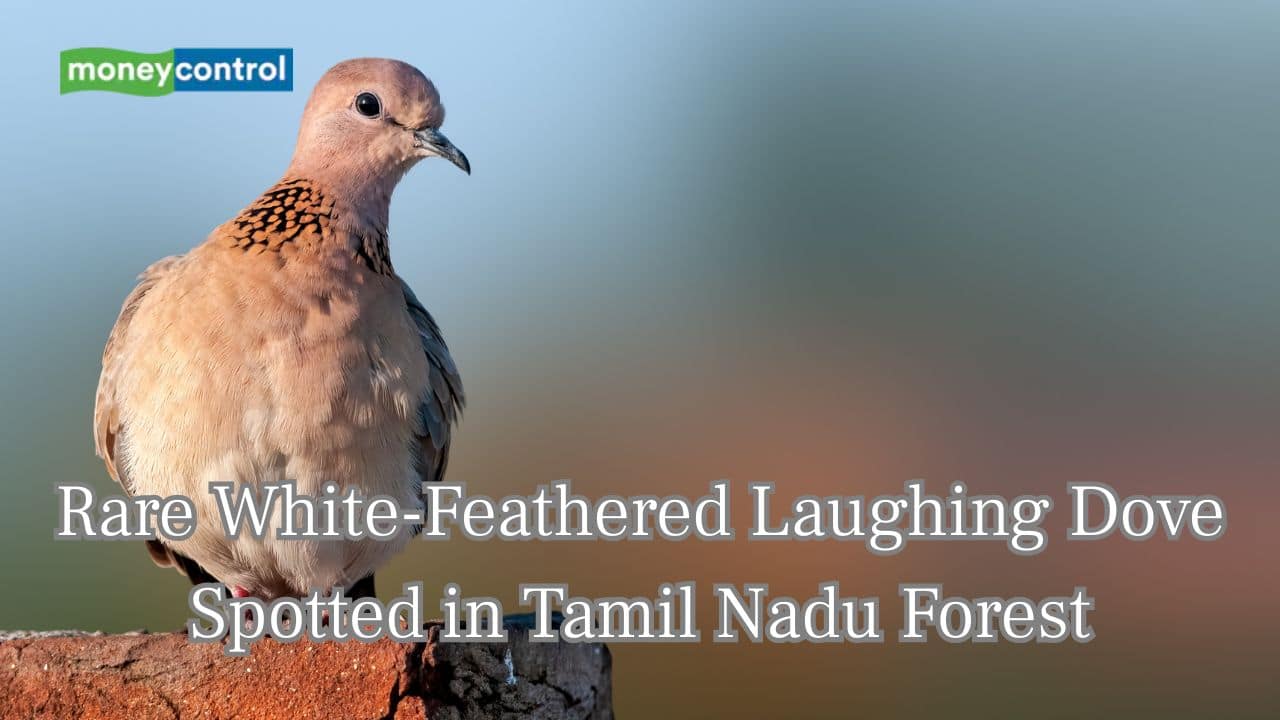Rare white-feathered laughing Dove spotted in Tamil Nadu forest