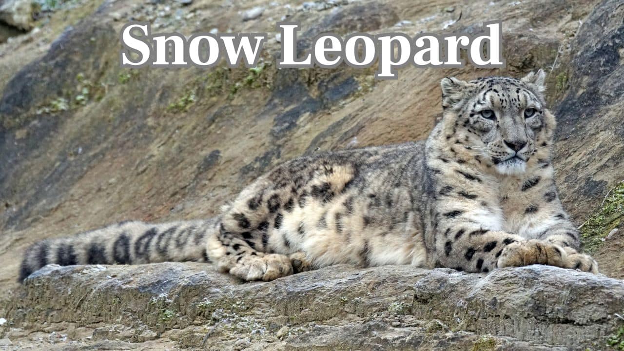 Snow Leopard: Prowling the freezing Himalayas, this reclusive cat faces threats from climate change and poaching for its stunning coat. (Image: Canva)
