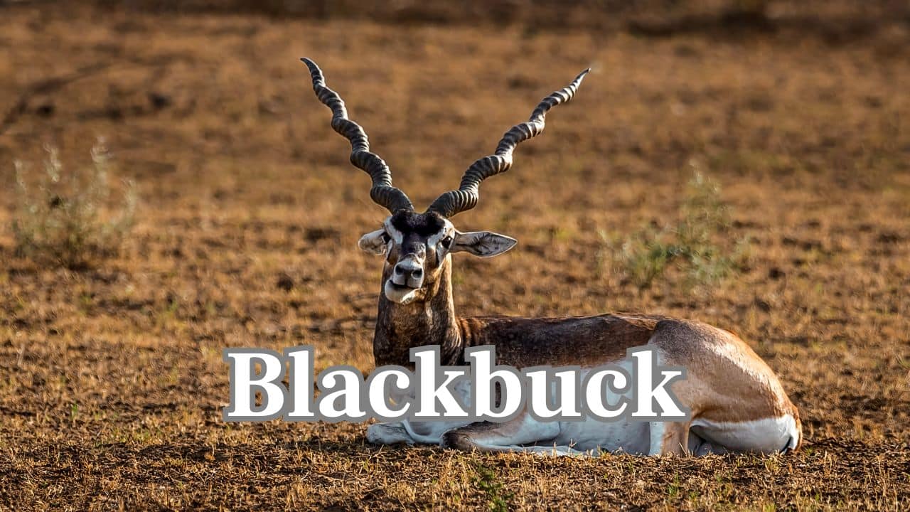 Blackbuck: This slender antelope with coiled horns is threatened with extinction by hunting and destruction of its habitat on the Indian plains. (Image: Canva)