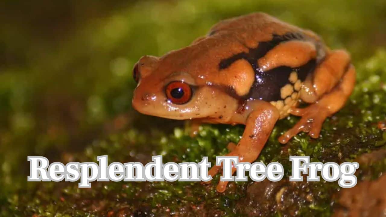 Resplendent Tree Frog: A Western Ghats-endemic amphibian found under threat from pollution, deforestation, and the rapidly changing environment. (Image: India Biodiversity Portal)