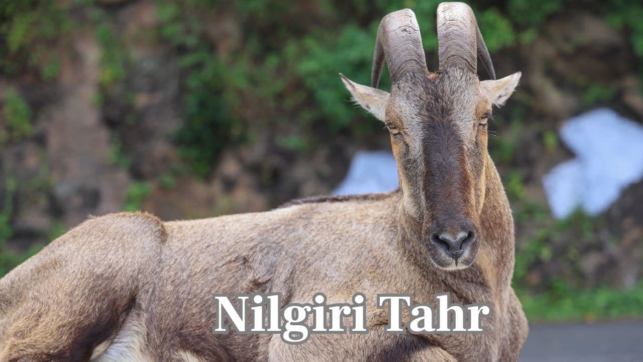 Nilgiri Tahr: A threatened mountain goat of the Western Ghats, found existing in scattered patches due to human activity and domestic livestock competition. (Image: Canva)