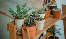 What is killing your indoor plants? Avoid these common mistakes What is killing your indoor plants? Avoid these common mistakes