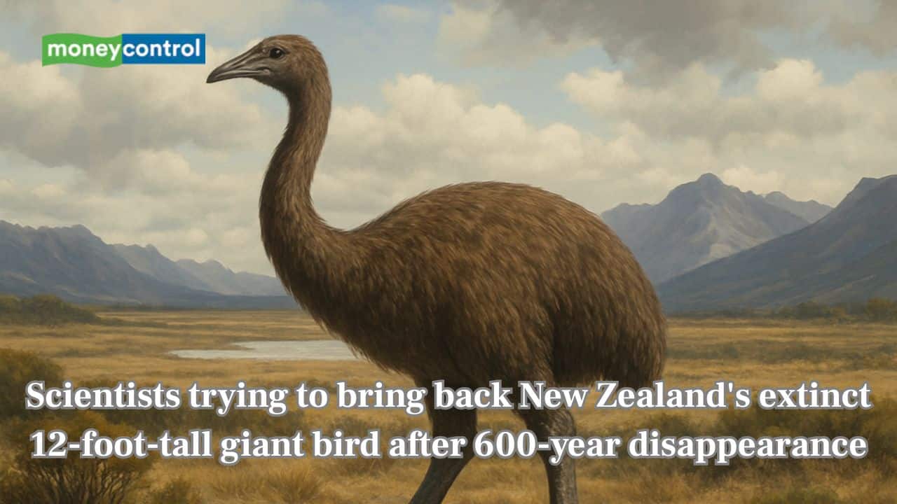 Scientists aim to bring back New Zealand's extinct 12-foot-tall giant bird after 600-year disappearance