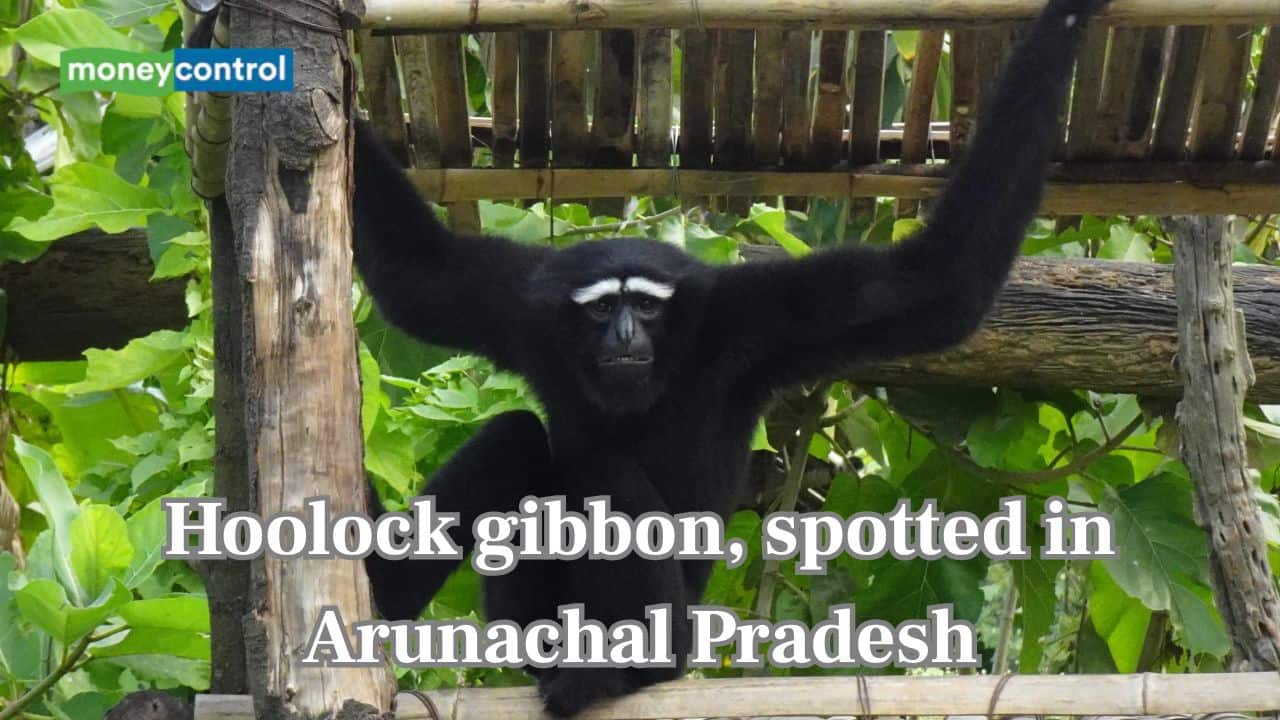 India’s sole ape species, Hoolock gibbon, spotted in Arunachal Pradesh's Namdapha National Park