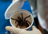 German customs find 1,500 large, hairy spiders disguised as cookies. Officers left 'speechless'