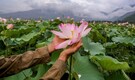 ‘Miracle’ in waters: Lotus beds reappear in J-K’s Wular Lake after 3 decades