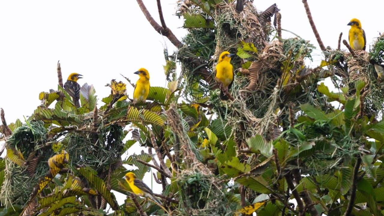 New survey finds 43 grassland and endangered bird species in Kaziranga