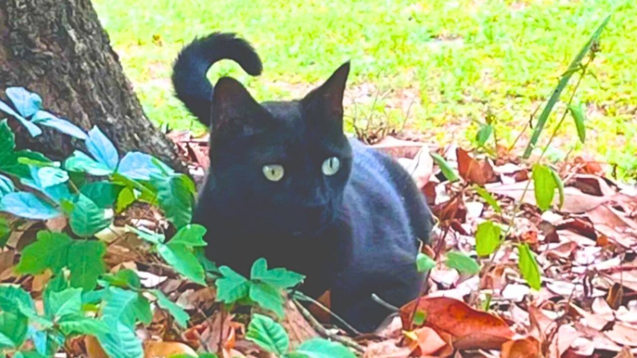 A pet cat in Florida helps scientists discover two new viruses