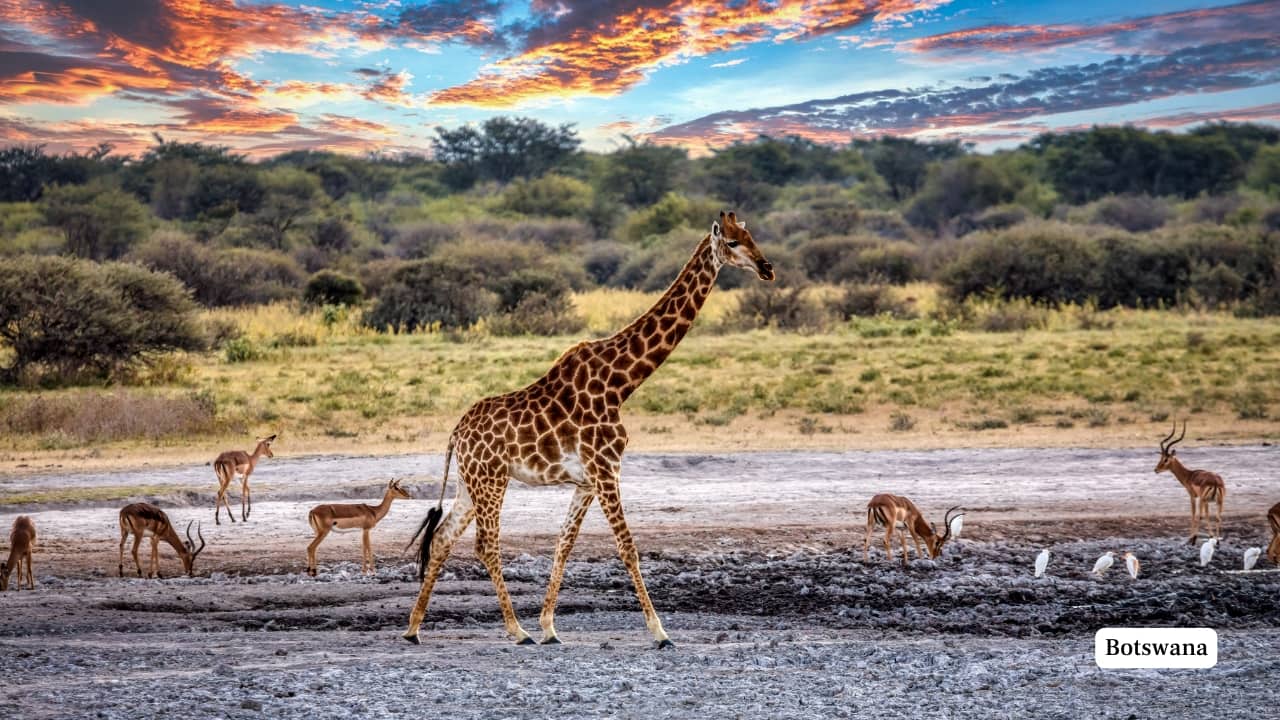 10. Botswana A beacon of responsible tourism, Botswana sets the gold standard for luxury safaris. The Okavango Delta, a UNESCO-listed wetland, offers water-based game viewing unlike anywhere else, while Chobe National Park boasts Africa’s largest elephant population. With its strong conservation ethos, Botswana remains a sanctuary for both wildlife and solitude seekers. (Image: Canva)