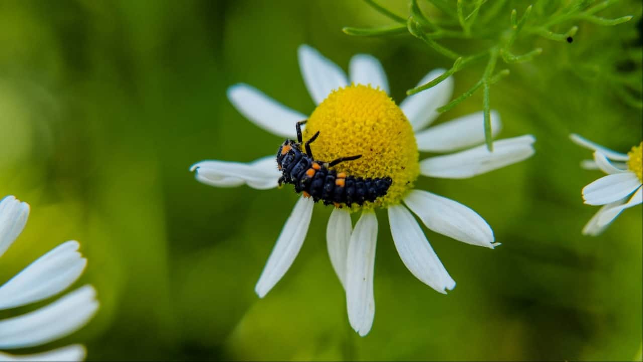 'No body part spared': Two siblings in China killed by over 1,000 wasp stings; beekeeper faces charges