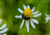 Invisible orchestra: Animals react to secret sounds from plants, say scientists