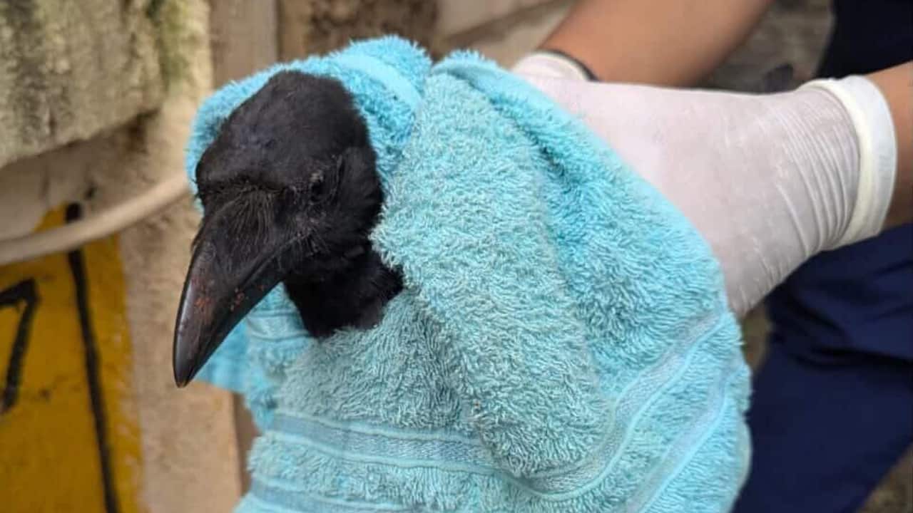 Reckless tree cutting kills over 45 birds at housing society in Maharashtra's Thane