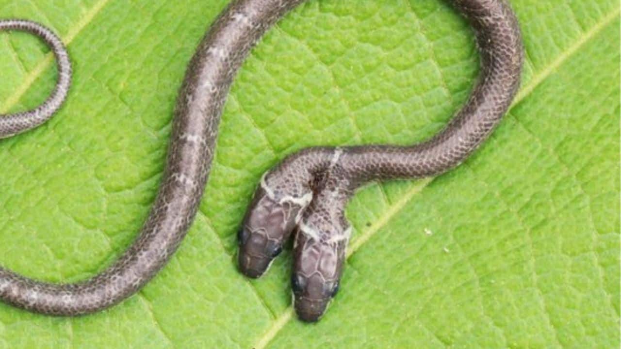 Meet the rare two-headed wolf snake: The bizarre reptile found in Odisha’s Keonjhar forest