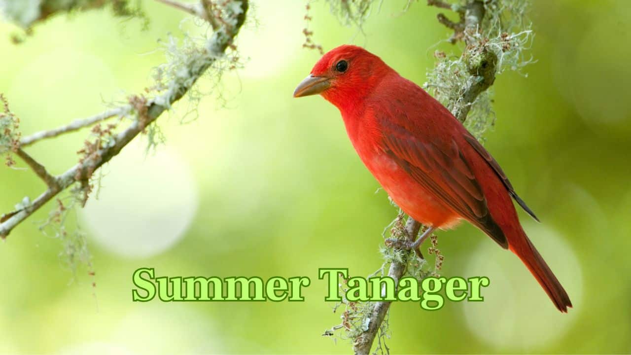Summer Tanager (Americas): This completely red tanager does not possess any black markings and can be found flying through the canopies of trees in southern North America. (Image: Canva)