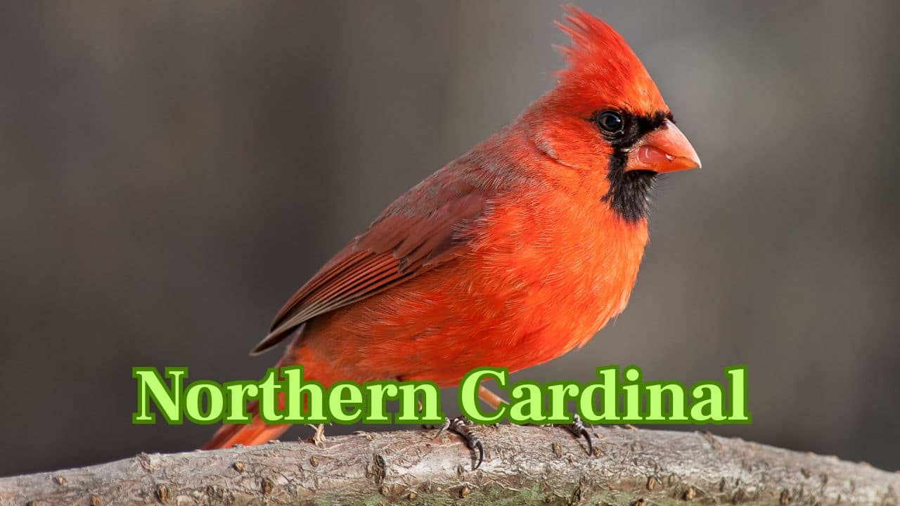 Northern Cardinal (Americas): Famous for its bright red plumage and melodic song, the Northern Cardinal is a garden favourite throughout the United States and Mexico. (Image: Canva)