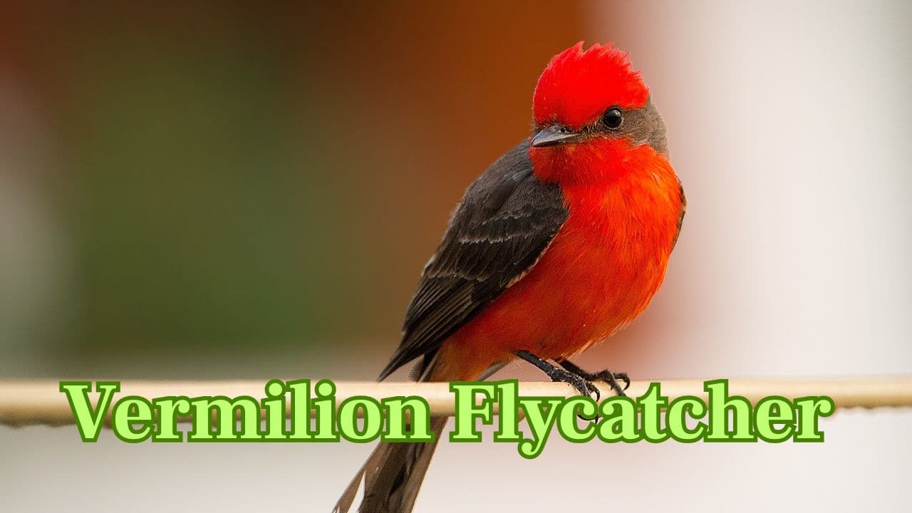Vermilion Flycatcher (South America): A small but fiery red flycatcher found in Central and South America, often seen darting for insects in open spaces. (Image: Canva)