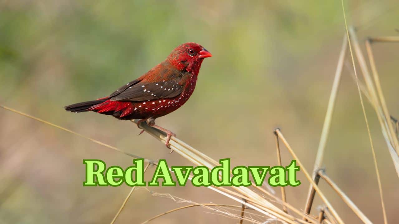 Red Avadavat (Asia): Also called the Strawberry Finch, this bird is covered in crimson with white spots and is often found in South Asia’s grasslands. (Image: Canva)