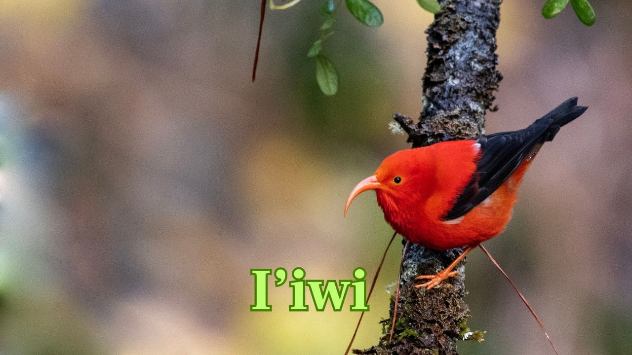  I’iwi (Hawaiian Islands): This Hawaiian honeycreeper sports glowing scarlet feathers and a curved beak, perfectly adapted for sipping nectar from native flowers. (Image: Canva)