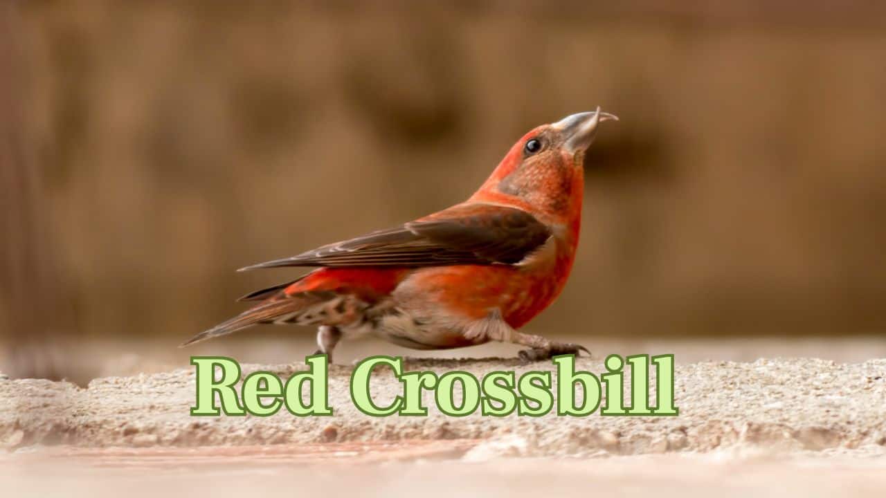 Red Crossbill (Northern Hemisphere): Renowned for its distinctive crossed beak, this red-colored bird employs it to remove seeds from conifer cones. (Image: Canva)