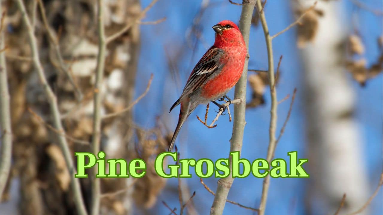 Pine Grosbeak (Northern Forests): A dumpy, rotund bird with a rose-red color, inhabiting the frigid coniferous forests of North America and Eurasia. (Image: Canva)