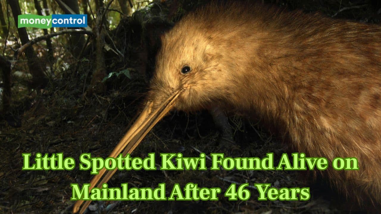 Little spotted Kiwi found alive on mainland New Zealand after 46 years