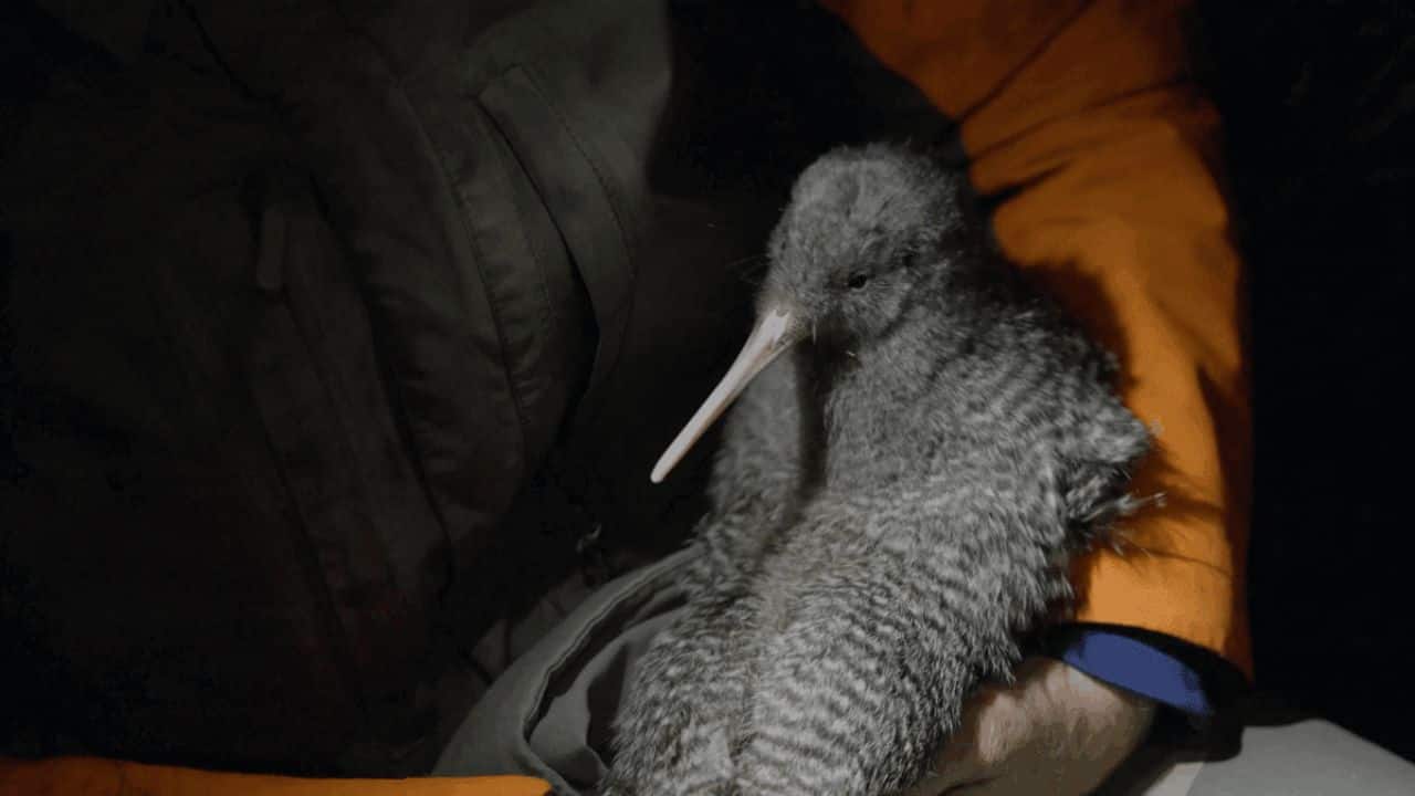 The male little spotted kiwi was caught and tagged during a follow-up expedition. (Image: Lucy Holyoake/DOC)