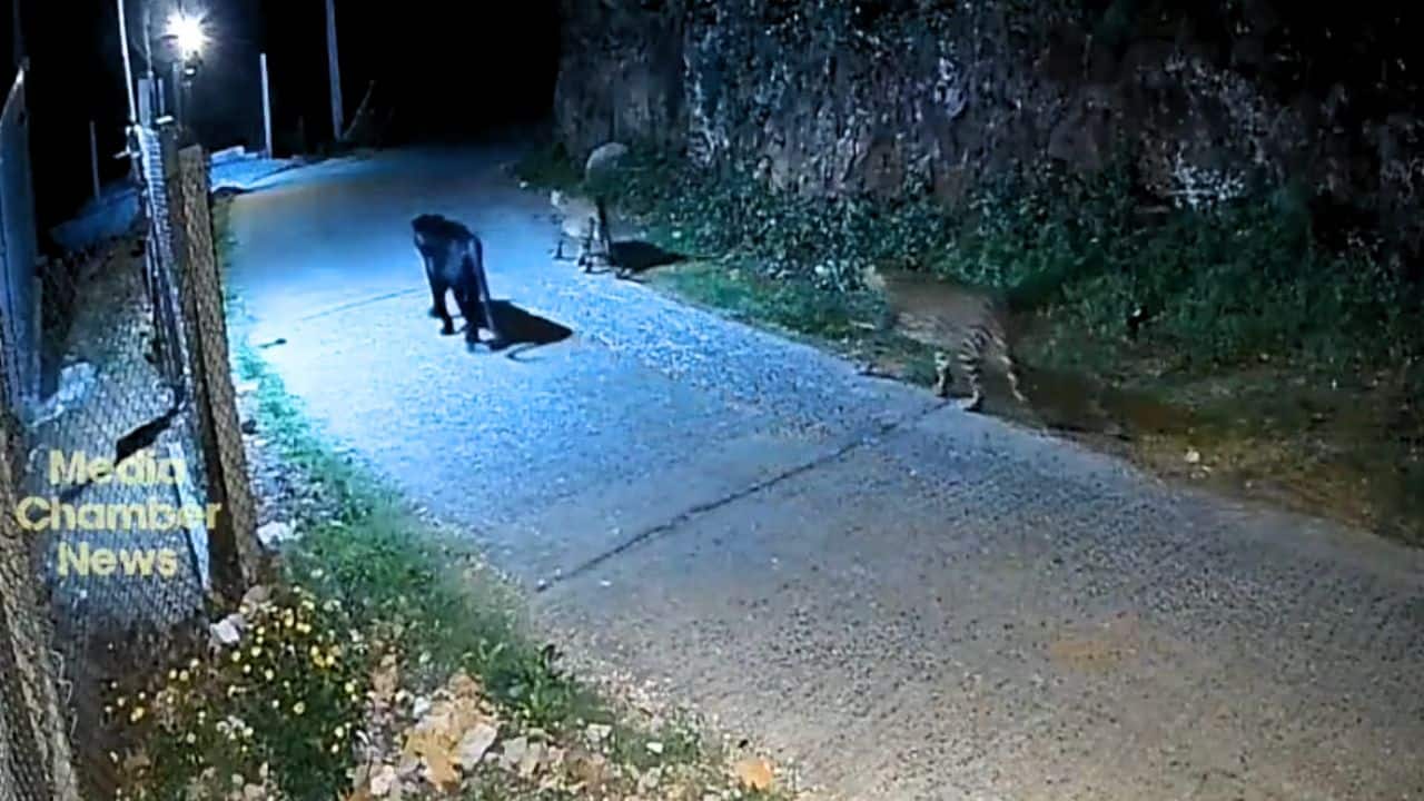 Rare black panther spotted with two leopards in Tamil Nadu’s Nilgiri, CCTV footage stuns viewers | Watch