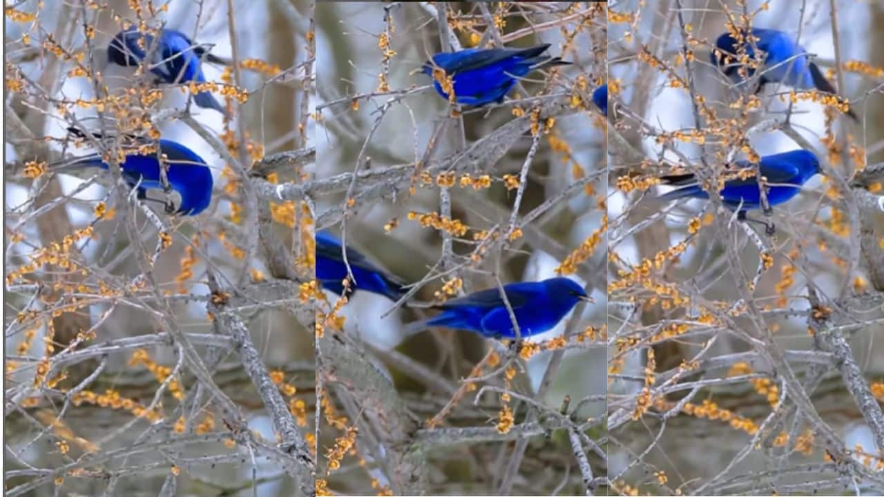 Mesmerising electric-blue 'grandala' bird spotted in the Himalayas – Watch video here