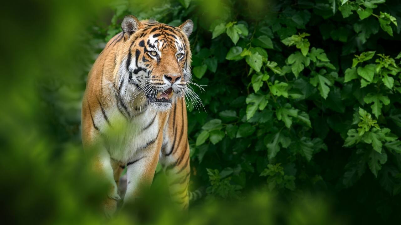 Maharashtra’s wandering tiger travels 450 km to settle in Yedshi sanctuary after 50 years