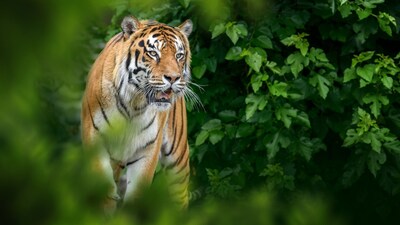 As Tigers Disappear Elsewhere, One Country Emerges as Their Last Major Haven (Representational Image: Canva)