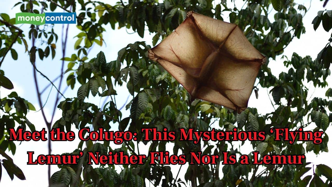 Meet the Colugo: This mysterious ‘flying lemur’ neither flies nor is a lemur
