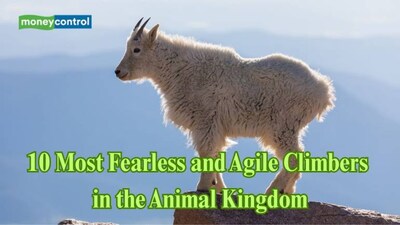 10 most fearless and agile climbers in the animal kingdom