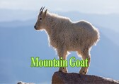 10 most fearless and agile climbers in the animal kingdom